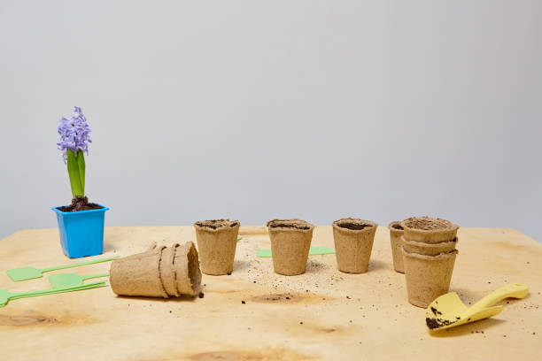 istock Biodegradable peat pots with soil, gardening tools, and potted purple hyacinth on wooden table against neutral background 2201531680