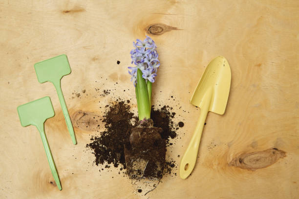 istock Blue hyacinth flower on a wooden background surrounded by gardening tools, flat lay with space for text 2201531682