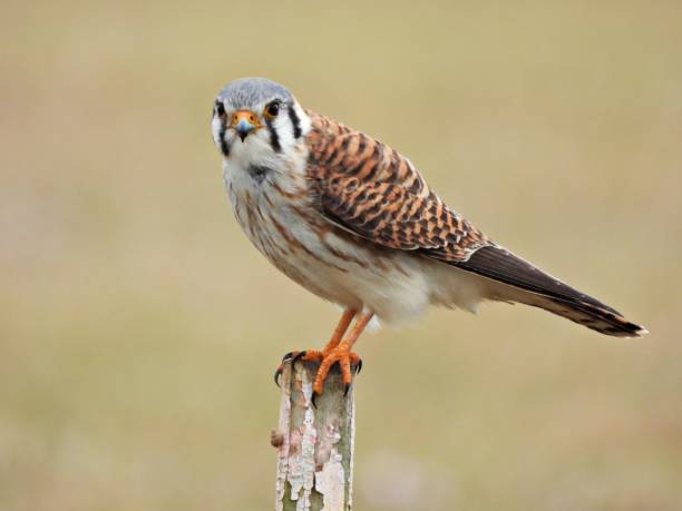 istock American Kestrel (Falco sparverius) - perched on a wood post looking at the camera 2201532322