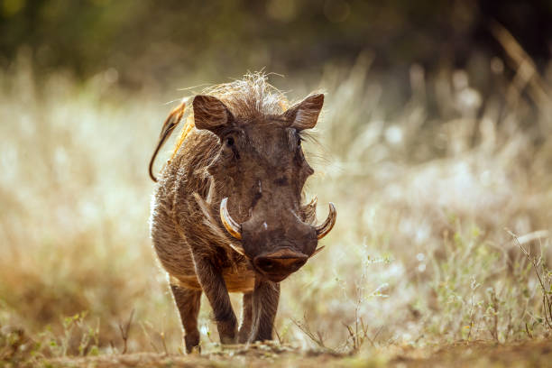 istock Common warthog in greater Kruger National park, South Africa 2201533655
