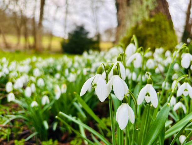 Snowdrops stock photo