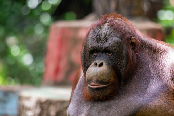 Bukit Lawang, Sumatra