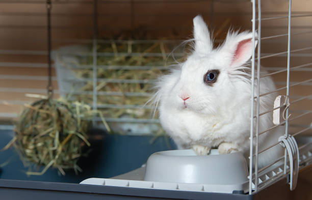 istock A dwarf decorative white rabbit with blue eyes sits in its cage. 2201536915