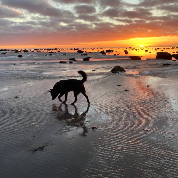 istock Fabulous Sunset. Falkenberg. Sweden 2201536988