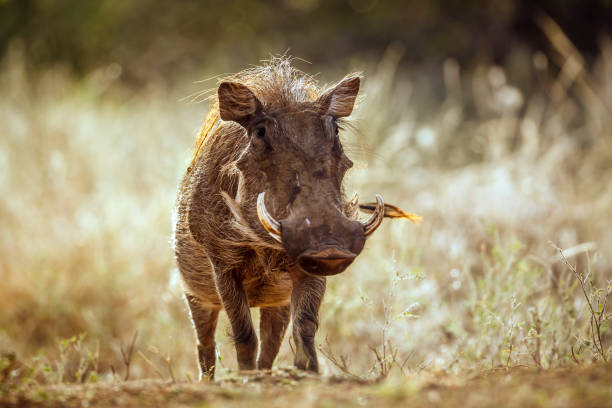 istock Common warthog in greater Kruger National park, South Africa 2201537084