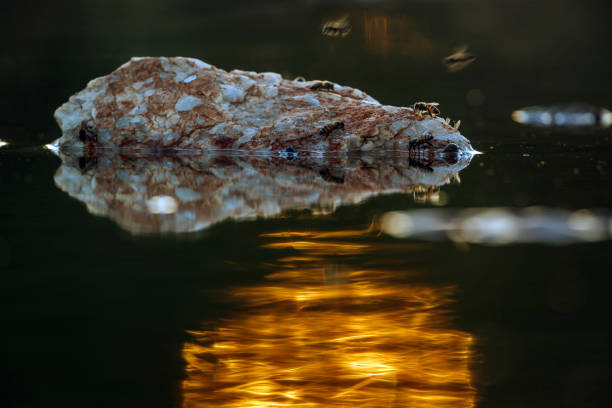 A crocodile from the Amazonia, Ecuador