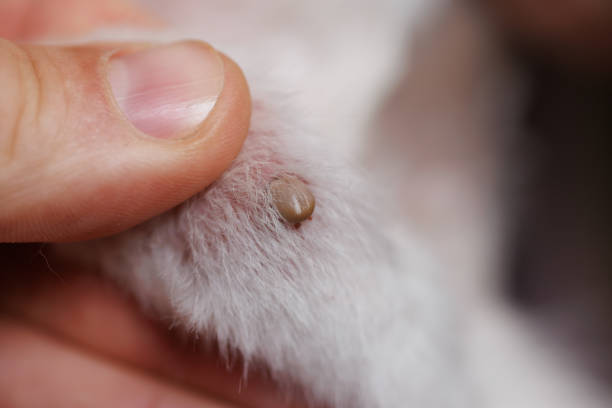istock tick on an animal dog or cat, tick bite close up, selective focus 2201538787