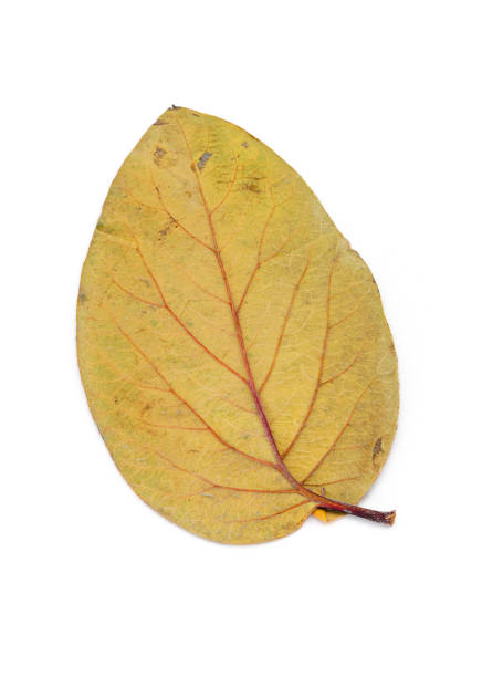istock set of dried leaves on a white background 2201539941