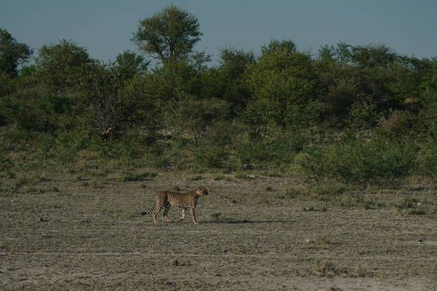 Leopard at sunset in Etosha national park in Namibia.