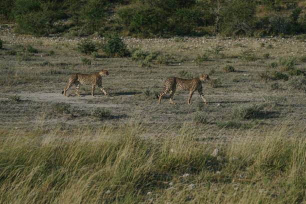 istock Leopard brothers walking at sunset in Etosha national park in Namibia 2201541334