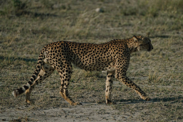 istock Leopard at sunset in Etosha national park in Namibia 2201541405
