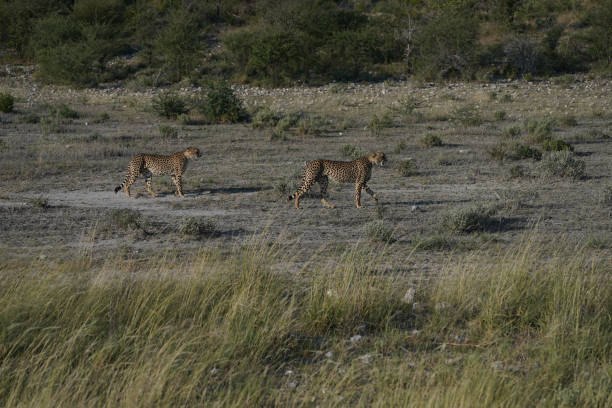 istock Leopard brothers walking at sunset in Etosha national park in Namibia 2201541407