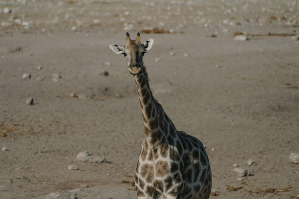 Giraffe standing in a national park in Etosha, Namibia.