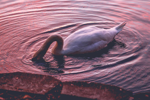 istock Swan swimming in a lake 2201541615