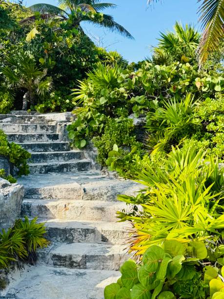 istock Rustic and jungle like stone steps through a mexican garden. Beautiful native flora and fauna on a bright, sunny day. lush green hues and blue sky landscape. 2201542535