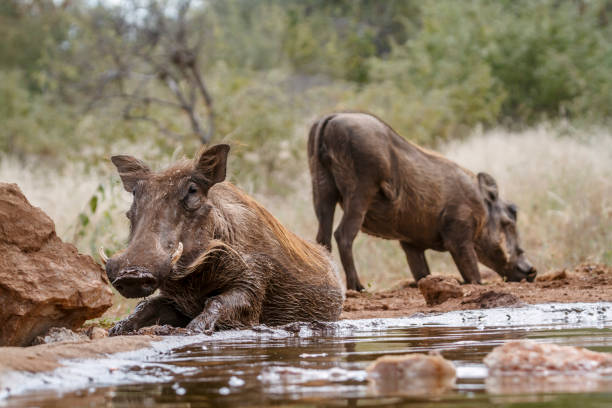 Common warthog mud bathing along waterhole in greater Kruger National park, South Africa ; Specie Phacochoerus africanus family of Suidae