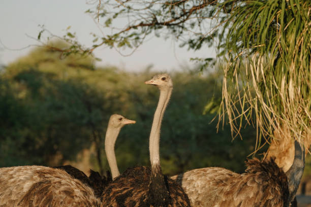 istock Ostrich's heads at sunset light in Namibia 2201543944