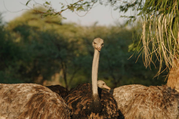 istock Ostrich's heads at sunset light in Namibia 2201543989