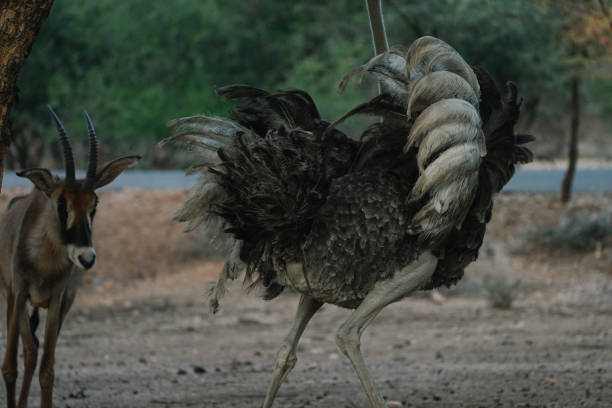 Telephoto of a Male Somali Ostriche - Struthio molybdophanes- in the Ngorogoro Crater, Tanzania