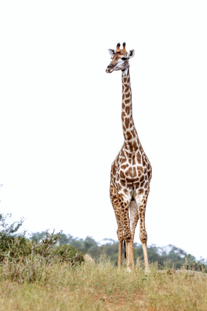 Giraffe front view isolated in white background in Kruger National park, South Africa ; Specie Giraffa camelopardalis family of Giraffidae