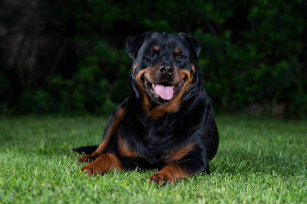 istock A stunning Rottweiler posing proudly on a lush green lawn, illuminated by professional studio lighting. 2201545432