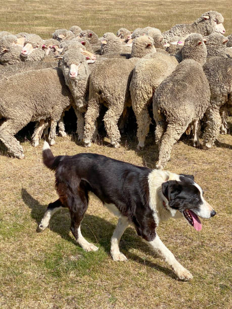 istock Border Collie Herding a Flock of Sheep in a Dry Pasture 2201548876
