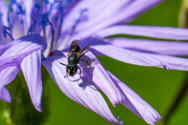 istock close-up of pollinator on purple petals.. 2201548885