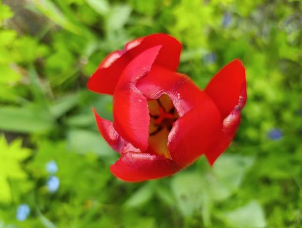 istock Vibrant Red Tulip in a Lush Green Garden 2201549201
