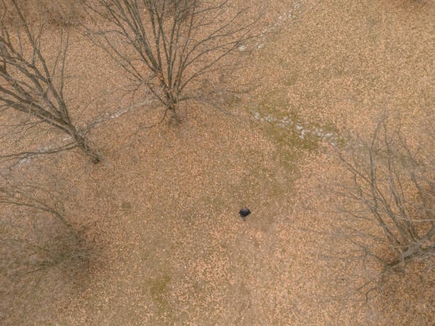 Aerial view of hippos partially submerged, their dark silhouettes contrasting with the murky waters of Zambia's Kafue River, a natural habitat teeming with diverse wildlife.