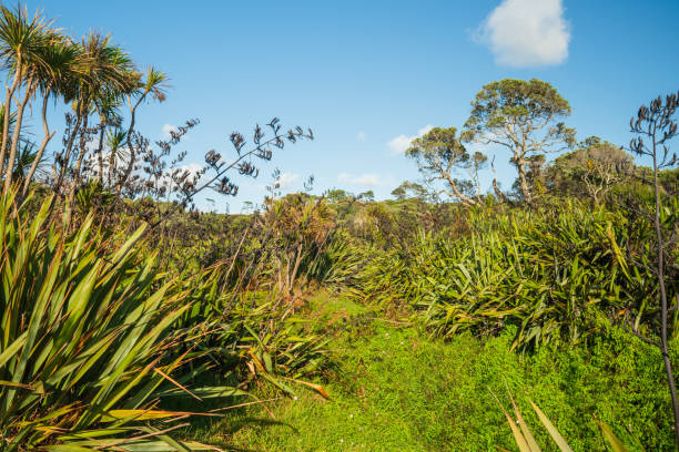 Beautiful view of natural landscape with lush canopy or lush green foliage with blue sky in background, beauty in nature concept.
