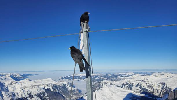 istock Two black birds with yellow beaks perch on a metal pole and cable against a stunning snowy mountain landscape. The clear blue sky and distant peaks create a breathtaking alpine scene. 2201558104