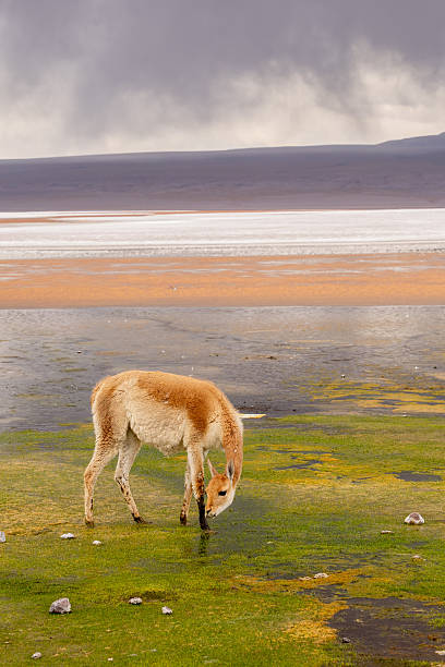 A serene llama stands in the Atacama Desert, Chile, with a majestic volcanic cone visible in the distance