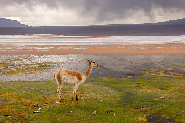 istock Vicuna Grazing by a Tranquil Salt Flat in High-Altitude Landscape 2201559006