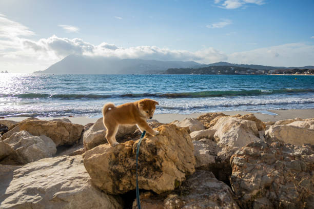 Husky puppy jumps onto rocks on rugged beach, ocean behind