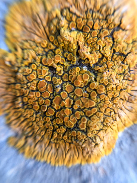 istock Close-up of colourful lichen 2201565664