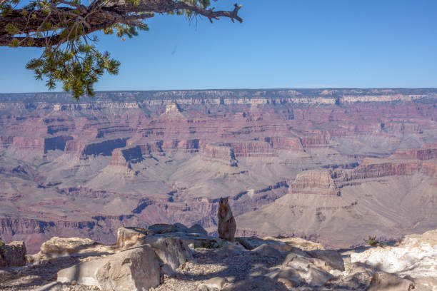 Squirrel on edge of canyon lands