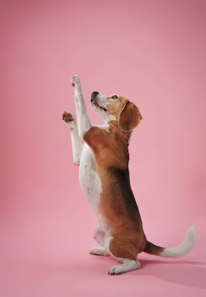 istock Beagle reaching forward on hind legs on pink background 2201571963