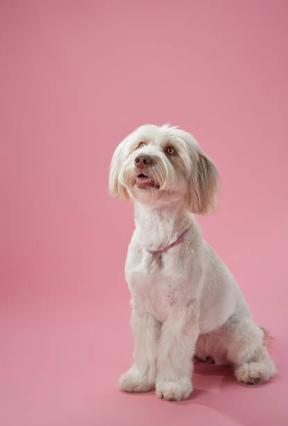 istock Small white dog sitting against pink background 2201572008