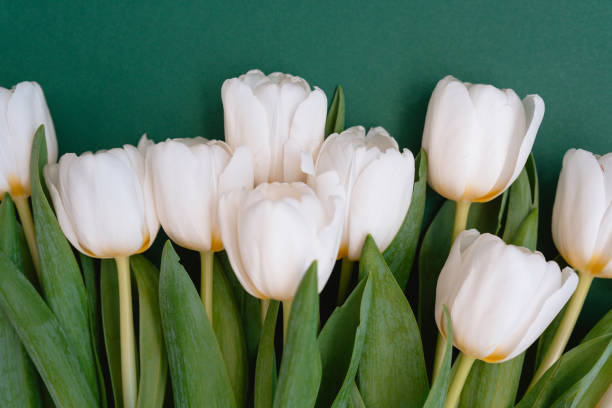 istock White tulips arranged beautifully against a green backdrop in spring season 2201573098
