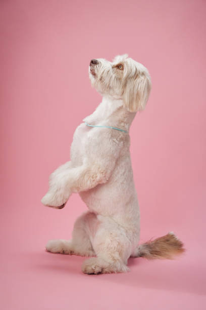 istock White dog standing on hind legs in studio 2201573948