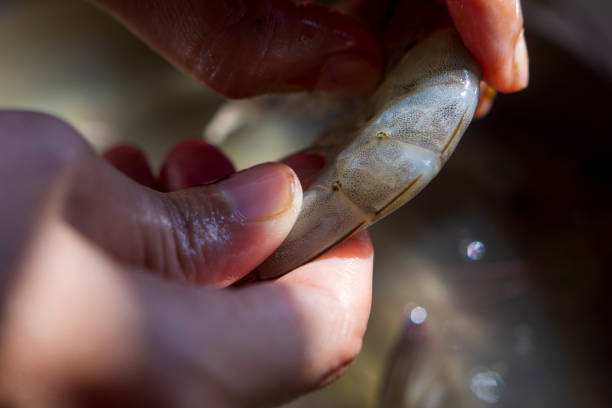istock close up of hands cleaning shrimp for cooking 2201581394