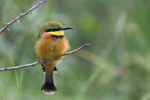 istock Zwergspint / Little bee-eater / Merops pusillus 2201581822