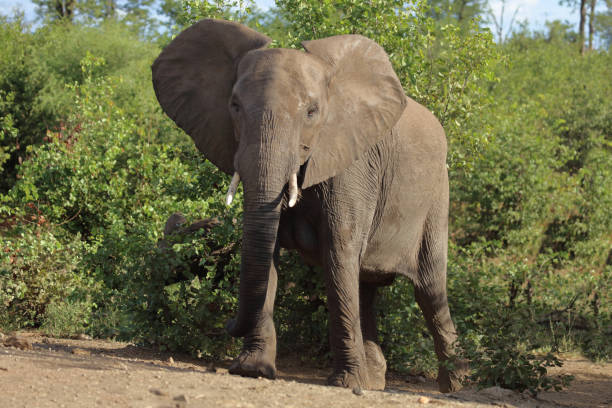 istock Afrikanischer Elefant / African elephant / Loxodonta africana 2201582720