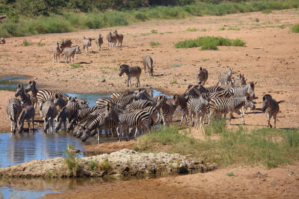 istock Steppenzebra im Tsendze River/ Burchell's zebra in Tsendze River / Equus quagga burchellii 2201583139