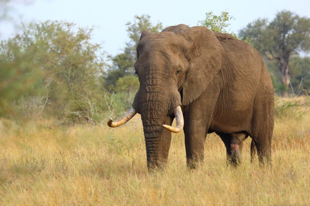 istock Afrikanischer Elefant / African elephant / Loxodonta africana 2201584179