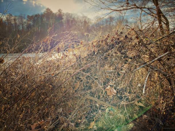 Kudzu and River Flood Debris