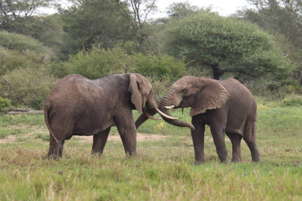 istock Afrikanischer Elefant / African elephant / Loxodonta africana 2201584956
