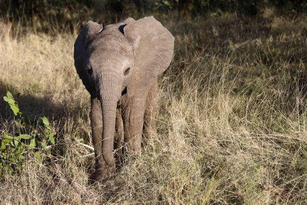 Afrikanischer Elefant / African elephant / Loxodonta africana