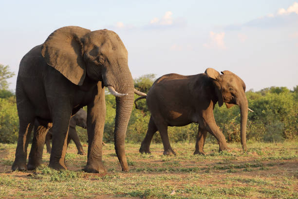 istock Afrikanischer Elefant / African elephant / Loxodonta africana 2201585524