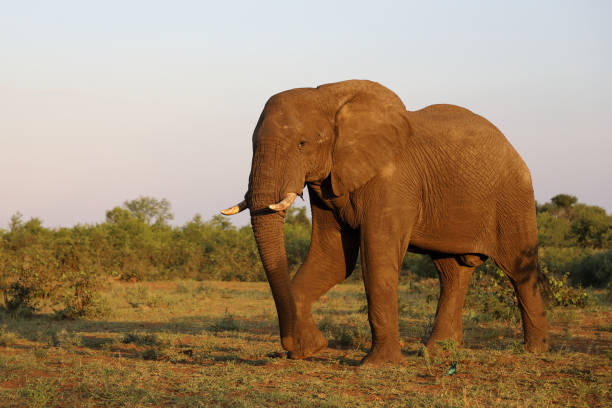 istock Afrikanischer Elefant / African elephant / Loxodonta africana 2201585612